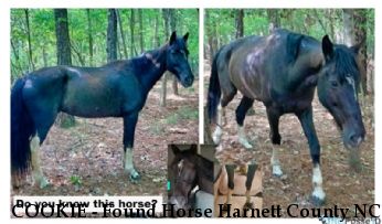 COOKIE - Found Horse Harnett County NC